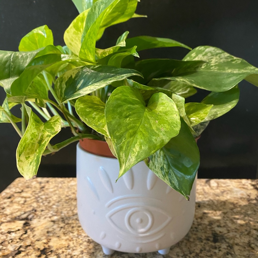 Flora Bunda Plant Pot